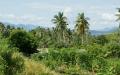 Palm trees - ocean view