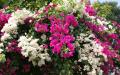 Flower wallpaper widescreen
