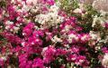 Flower wallpaper widescreen