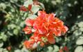 Flower wallpaper widescreen