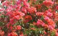 Flower wallpaper widescreen