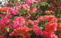 Flower wallpaper widescreen