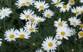 Flower wallpaper widescreen