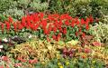 Flower wallpaper widescreen