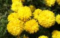 Flower wallpaper widescreen