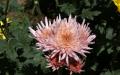 Flower wallpaper widescreen