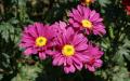 Flower wallpaper widescreen