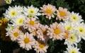 Flower wallpaper widescreen
