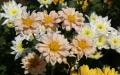 Flower wallpaper widescreen
