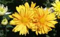 Flower wallpaper widescreen