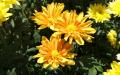 Flower wallpaper widescreen