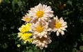 Flower wallpaper widescreen