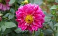 Flower wallpaper widescreen