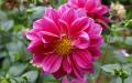 Flower wallpaper widescreen