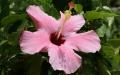 Flower wallpaper widescreen