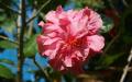 Flower wallpaper widescreen