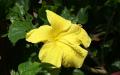 Flower wallpaper widescreen