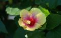 Flower wallpaper widescreen
