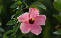 Flower wallpaper widescreen