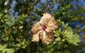Flower wallpaper widescreen