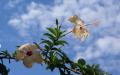 Flower wallpaper widescreen