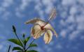 Flower wallpaper widescreen