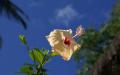 Flower wallpaper widescreen