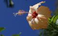 Flower wallpaper widescreen