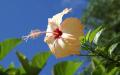 Flower wallpaper widescreen