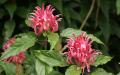 Flower wallpaper widescreen