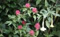 Flower wallpaper widescreen