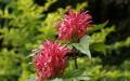 Flower wallpaper widescreen