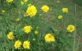 Flower wallpaper widescreen