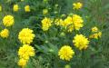 Flower wallpaper widescreen