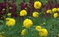 Flower wallpaper widescreen