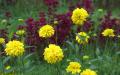 Flower wallpaper widescreen