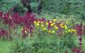 Flower wallpaper widescreen