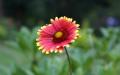 Flower wallpaper widescreen