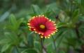 Flower wallpaper widescreen