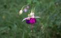 Flower wallpaper widescreen