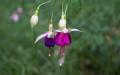 Flower wallpaper widescreen
