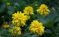 Flower wallpaper widescreen