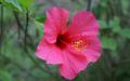 Flower wallpaper widescreen