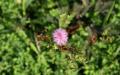 Flower wallpaper widescreen
