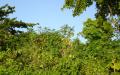 Tropical island nature - island nature scenery photos - widescreen desktop background wallpapers