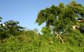 Tropical island nature - island nature scenery photos - widescreen desktop background wallpapers
