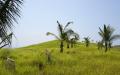 Tropical island nature - island nature scenery photos - widescreen desktop background wallpapers