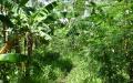 Tropical island nature - island nature scenery photos - widescreen desktop background wallpapers