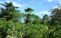 Tropical island nature - island nature scenery photos - widescreen desktop background wallpapers