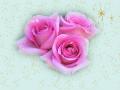 Christmas pink roses